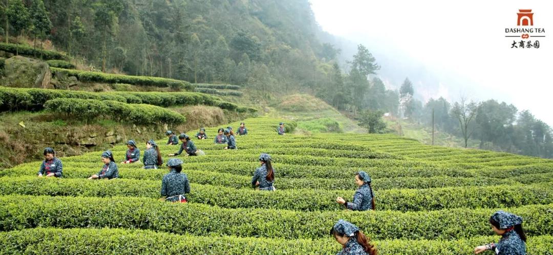 /uploads/image/2020/07/16/大商.jpg 大商.jpg